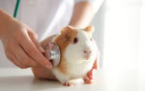 Hope for Willow the guinea pig Image