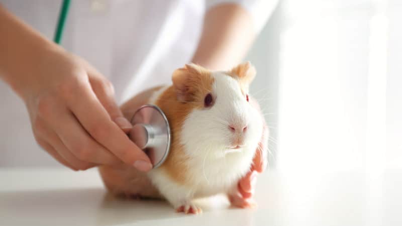 Hope for Willow the guinea pig Image