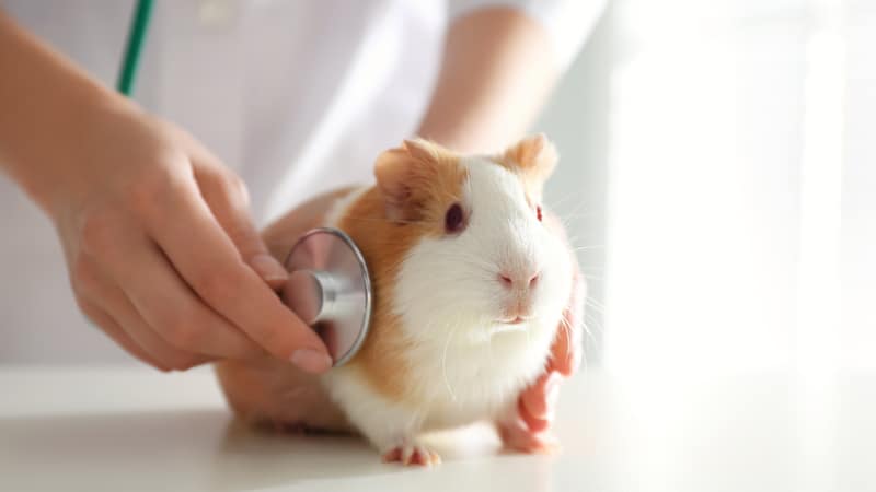 Hope for Willow the guinea pig