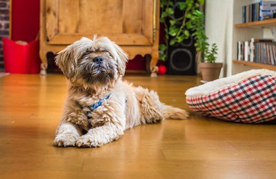 havanese dog inside oksana kukuruza dreamstime