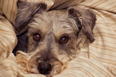 miniature schnauzer. Photo by Sgcallaway1994 dreamstime