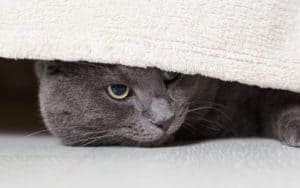 shy cat under a bed GCapture Dreamstime - Making a loving home for a shy cat Image