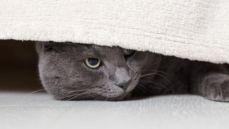 shy cat under a bed GCapture Dreamstime - Making a loving home for a shy cat Image
