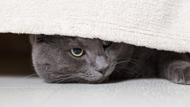 shy cat under a bed GCapture Dreamstime - Making a loving home for a shy cat