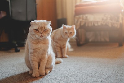 two cats - one mad, one looking on. photo credit: Irinayeryomind dreamstime