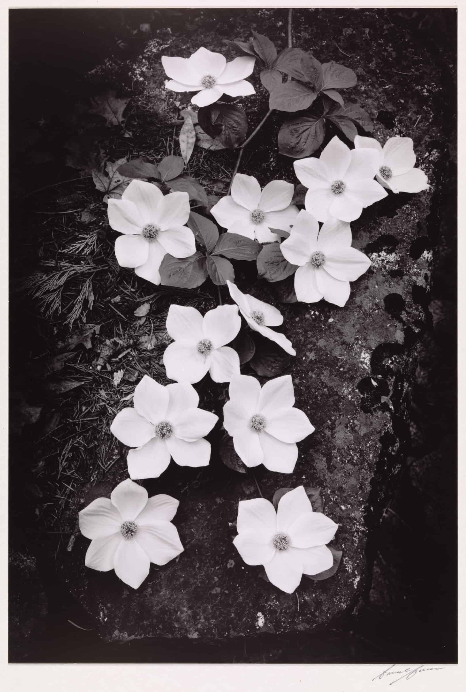 Ansel Adams: Compositions in Nature