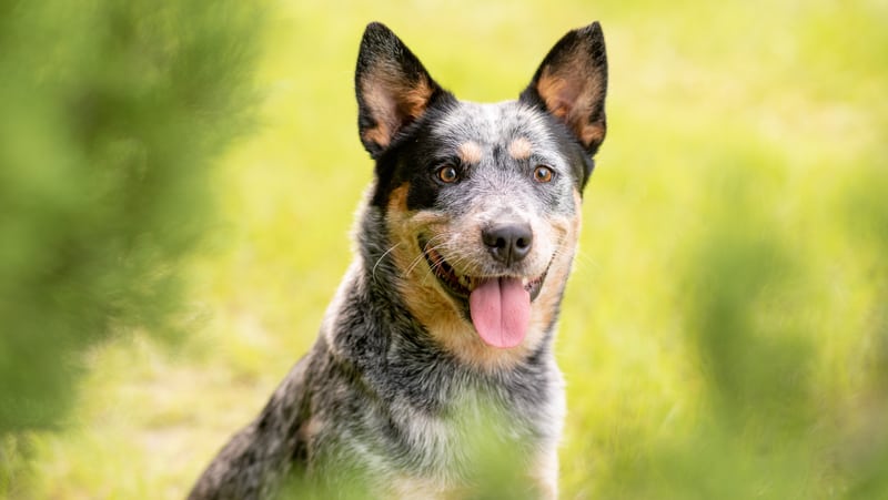 Australian blue heeler cattle dog Tkgraphicdesign Dreamstime. For article on Australian blue heeler who nips