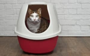 Roommate will not clean out this litter box Image