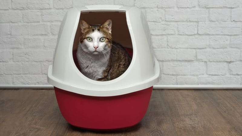 Roommate will not clean out this litter box Image
