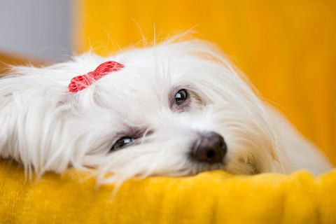 Sad Maltese dog