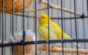 Canary in a cage, for article on how to keep pets safe from VOC paints Image