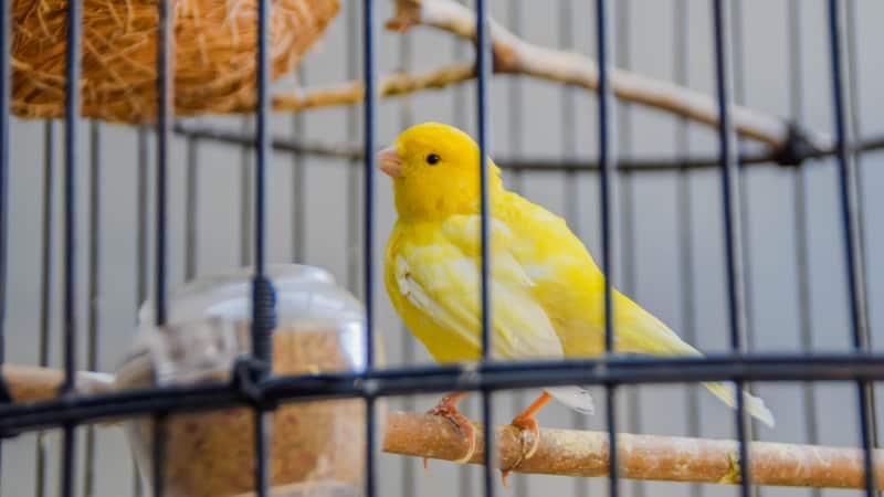 Canary in a cage, for article on how to keep pets safe from VOC paints