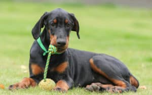 doberman with toy, photo credit pavel shlykov dreamstime. For article on A Dog Who Guards His Toy - Obsessively and Aggressively Image