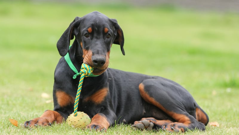 doberman with toy, photo credit pavel shlykov dreamstime. For article on A Dog Who Guards His Toy - Obsessively and Aggressively