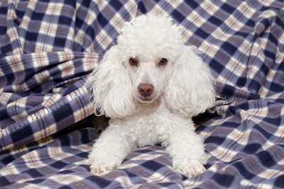 toy poodle Jagodka Dreamstime - for advice on dog aggressive toward wife but not to husband