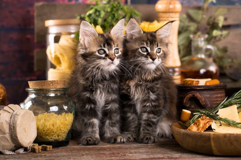 Two kittens in a kitchen. Credit Lilun Dreamstime