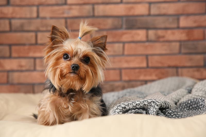 yorkie yorkshire terrier Chernetskaya Dreamstime. For article, What is the barking dog saying?