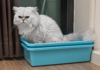 Chinchila Persian cat in litter box Raweewan Kitipoonwongvanich Dreamstime