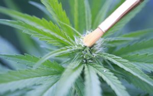 Hemp plant from the Goochland farm of Kämé Naturals CBD products (image by Jawfox Photography, courtesy Kame Naturals) Image