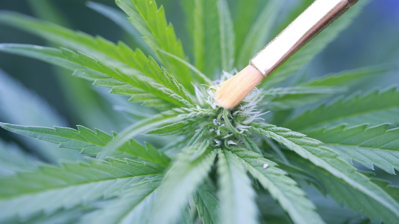 Hemp plant from the Goochland farm of Kämé Naturals CBD products (image by Jawfox Photography, courtesy Kame Naturals) Image