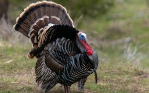 Wild tom turkey Photo davidhoffmannphotography Dreamstime. For article, What if the turkey had been our national symbol? Image