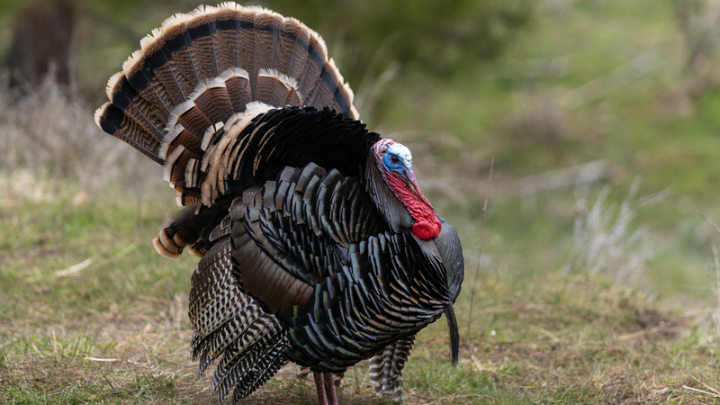 Wild tom turkey Photo davidhoffmannphotography Dreamstime. For article, What if the turkey had been our national symbol?