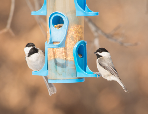 chickadees at bird feeder. Photo Pimmimemom Dreamstime