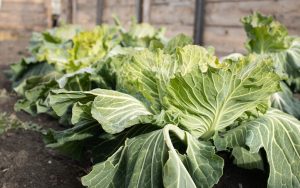 Cabbage (image from Premium Health), an inexpensive, low-calorie, and nutritious vegetable Image