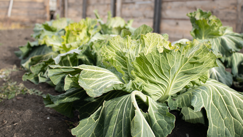 Cabbage (image from Premium Health), an inexpensive, low-calorie, and nutritious vegetable