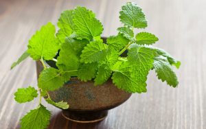 A lemon balm plant: Is lemon balm safe and effective for combatting stress? Image