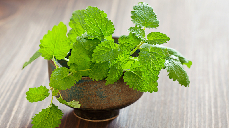 A lemon balm plant: Is lemon balm safe and effective for combatting stress?