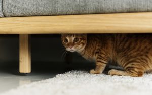 scared cat hiding (Credit: rawpixelimages dreamstime) “why is my ‘grand cat’ afraid of me?” Image