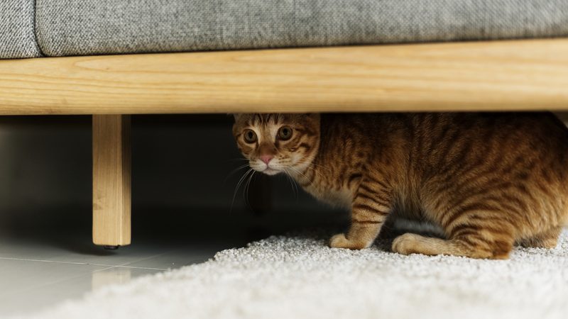 scared cat hiding (Credit: rawpixelimages dreamstime) “why is my ‘grand cat’ afraid of me?” Image