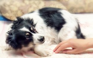 A scared dog. Credit Dashabelozerova Dreamstime. For article, Dog Is Still Scared a Year Later Image
