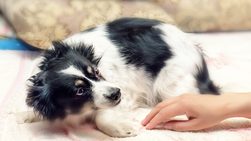 A scared dog. Credit Dashabelozerova Dreamstime. For article, Dog Is Still Scared a Year Later