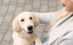 woman with golden retriever Photo Chernetskaya Dreamstime. For article on helping a pet cope with vacation Image