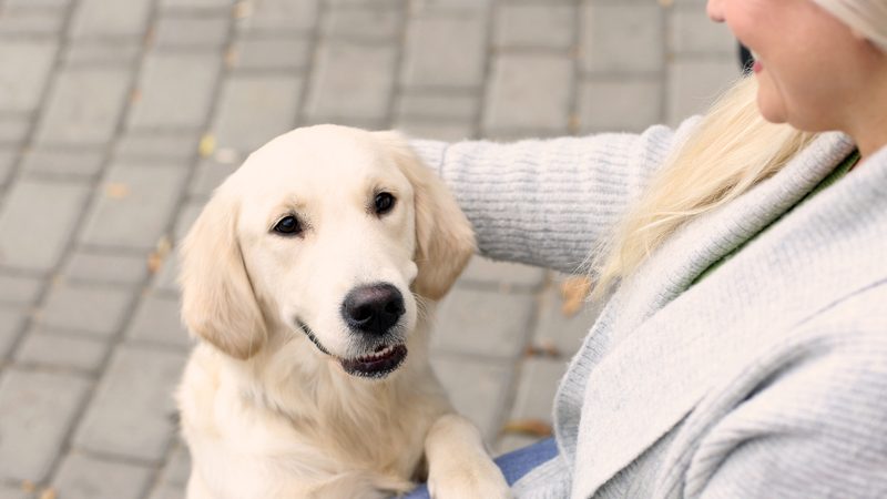 woman with golden retriever Photo Chernetskaya Dreamstime. For article on helping a pet cope with vacation Image