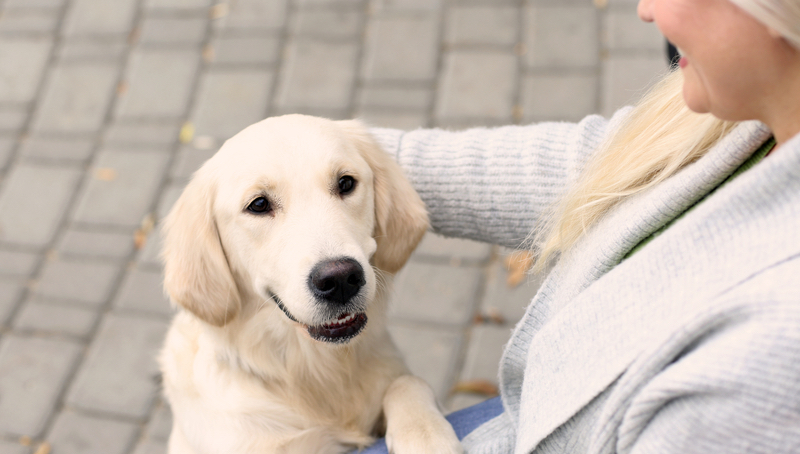 woman with golden retriever Photo Chernetskaya Dreamstime. For article on helping a pet cope with vacation