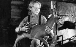 Claude Jarman Jr. holding deer in The Yearling - MGM. For article, He Played Jody in 'The Yearling' Image