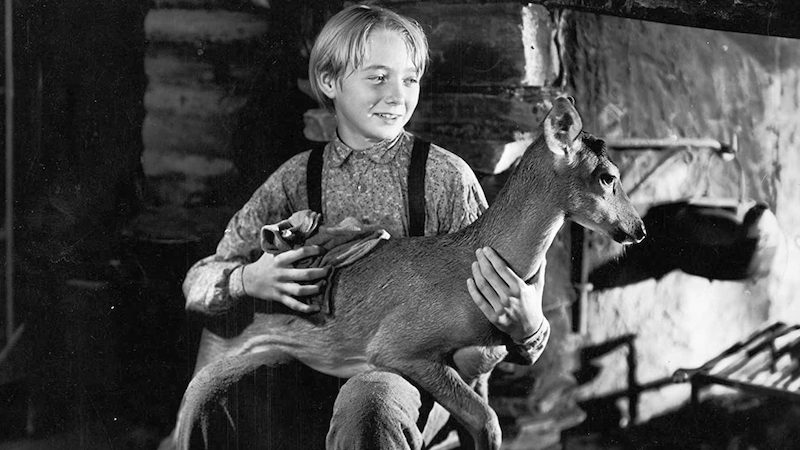 Claude Jarman Jr. holding deer in The Yearling - MGM. For article, He Played Jody in 'The Yearling' Image