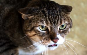 angry cat Photo by Simone Obrien Dreamstime. For article, neighbor's cat suddenly becomes mean Image