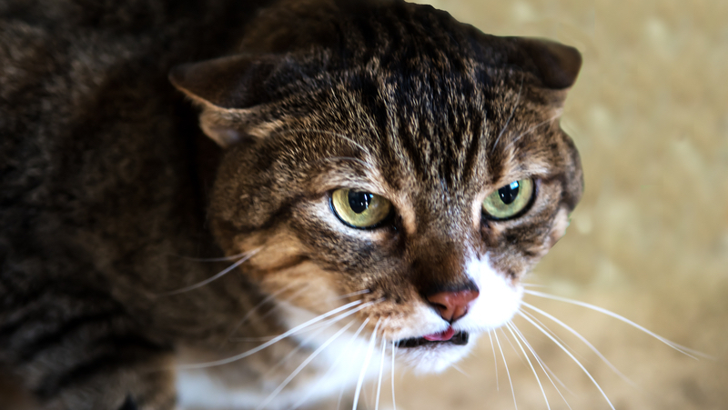 angry cat Photo by Simone Obrien Dreamstime. For article, neighbor's cat suddenly becomes mean