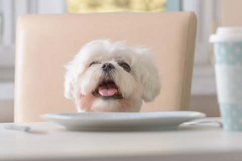 cute dog at table Photo by Monika Wisniewska Dreamstime