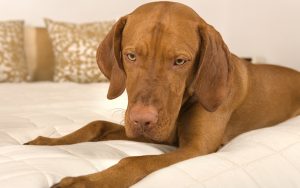 dog in bedroom Photo by Barna Tanko Dreamstime. For article on post-COVID dog adjustment problems Image