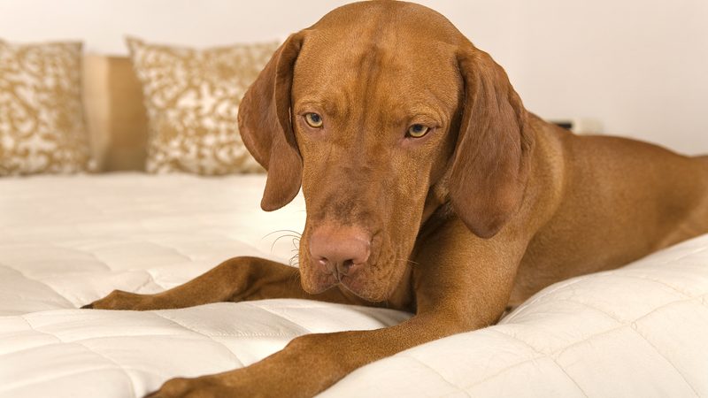 dog in bedroom Photo by Barna Tanko Dreamstime. For article on post-COVID dog adjustment problems Image