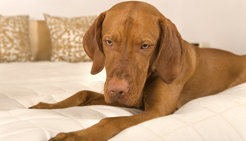 dog in bedroom Photo by Barna Tanko Dreamstime. For article on post-COVID dog adjustment problems