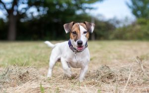jack russell dog in backyard Photo Lunja87 Dreamstime - for article on dog eating poop from neighbor's cats Image