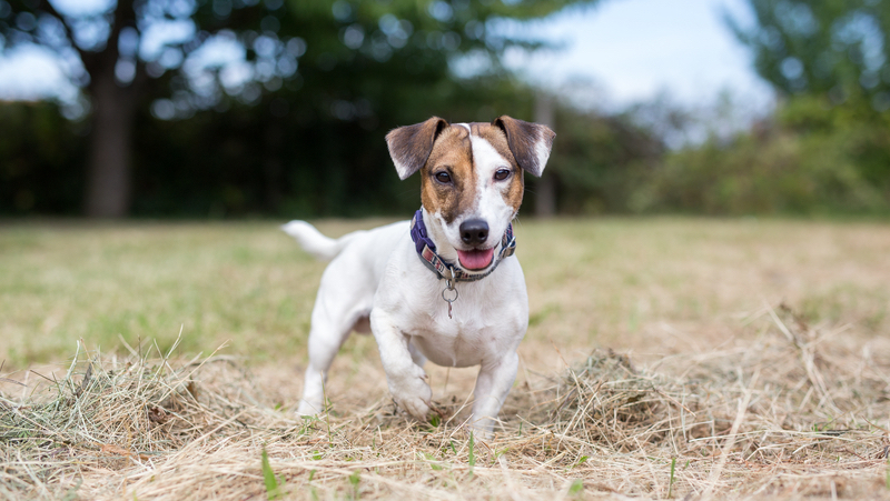 jack russell dog in backyard Photo Lunja87 Dreamstime - for article on dog eating poop from neighbor's cats