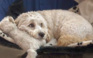 White maltipoo dog resting with her stuffed toy. Photo Suse Schulz Dreamstime. For article, Dog’s Bizarre Behavior Confuses Owner Image