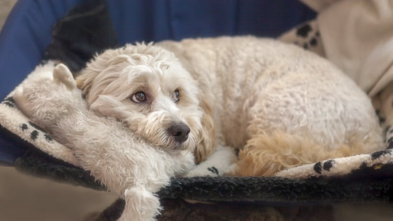 White maltipoo dog resting with her stuffed toy. Photo Suse Schulz Dreamstime. For article, Dog’s Bizarre Behavior Confuses Owner